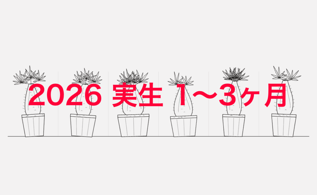 2026 実生 1〜3ヶ月